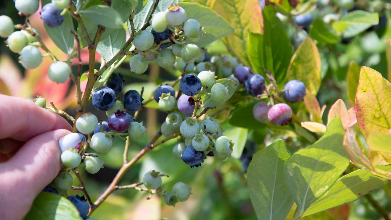 exportacion de arandanos en el peru